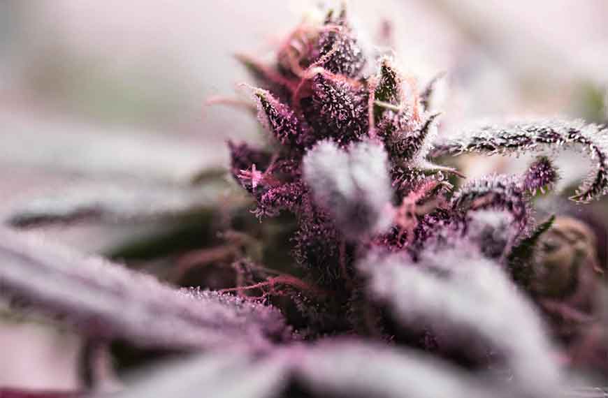 Close-up view of trichomes on premium indoor cannabis flower