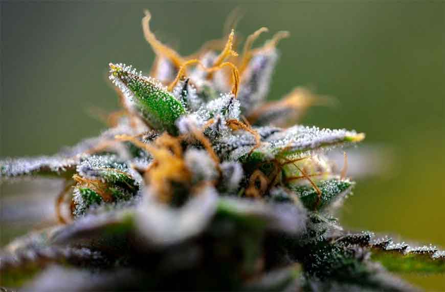 Purple cannabis flower covered in milky trichomes