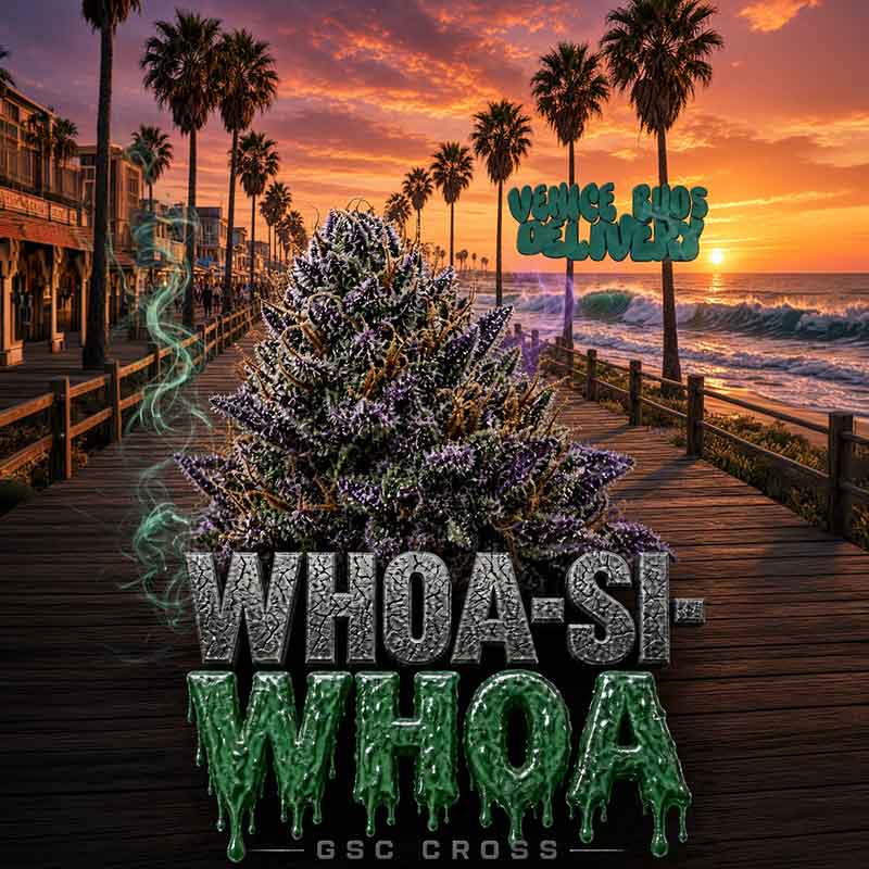 Whoa-Si-Whoa(31.34% THC)